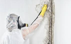 Why You Should Choose Our Mold Remediation Services in Sheffield, IA